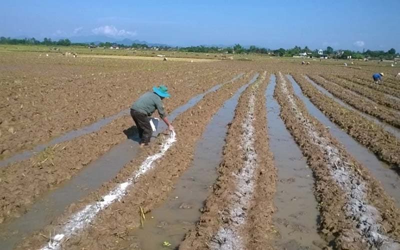 Sử dụng phương pháp bón lót phù hợp để đạt hiểu quả cao