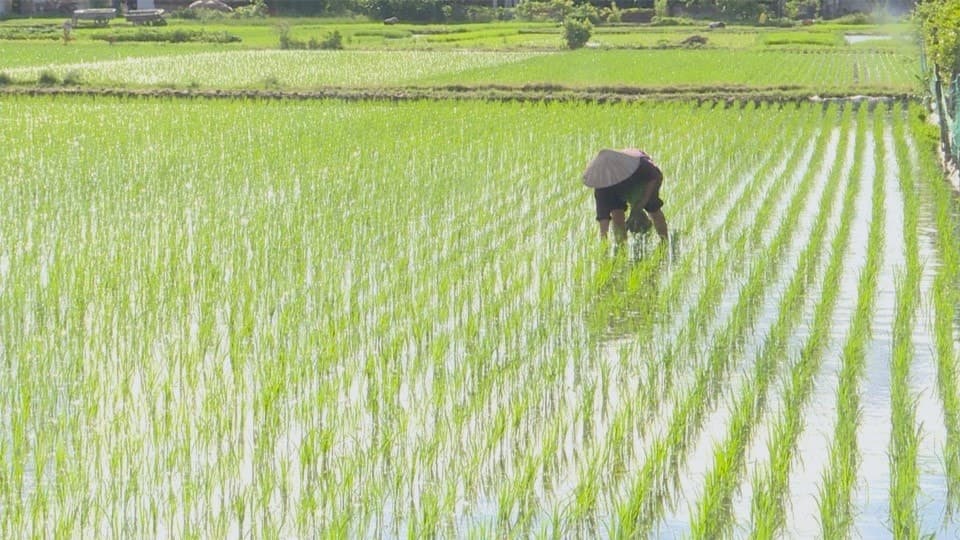 រក្សាកម្រិតទឹកឱ្យនៅចន្លោះ 1-3 សង់ទីម៉ែត្រ ដើម្បីធានាថារុក្ខជាតិលូតលាស់បានល្អ និងស្រូបយកសារធាតុចិញ្ចឹម។
