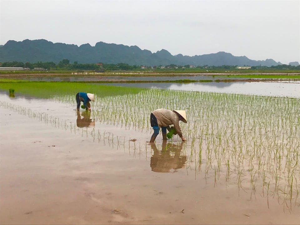 Nông dân cấy lúa Đông Xuân trên ruộng ngập nước
