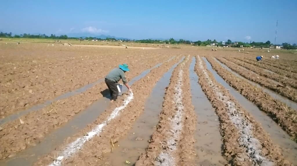 Provide nutrients to rice plants right from the beginning of the growing season.