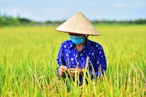 Nông dân chăm sóc ruộng lúa khỏe từ đầu vụ Đông Xuân
