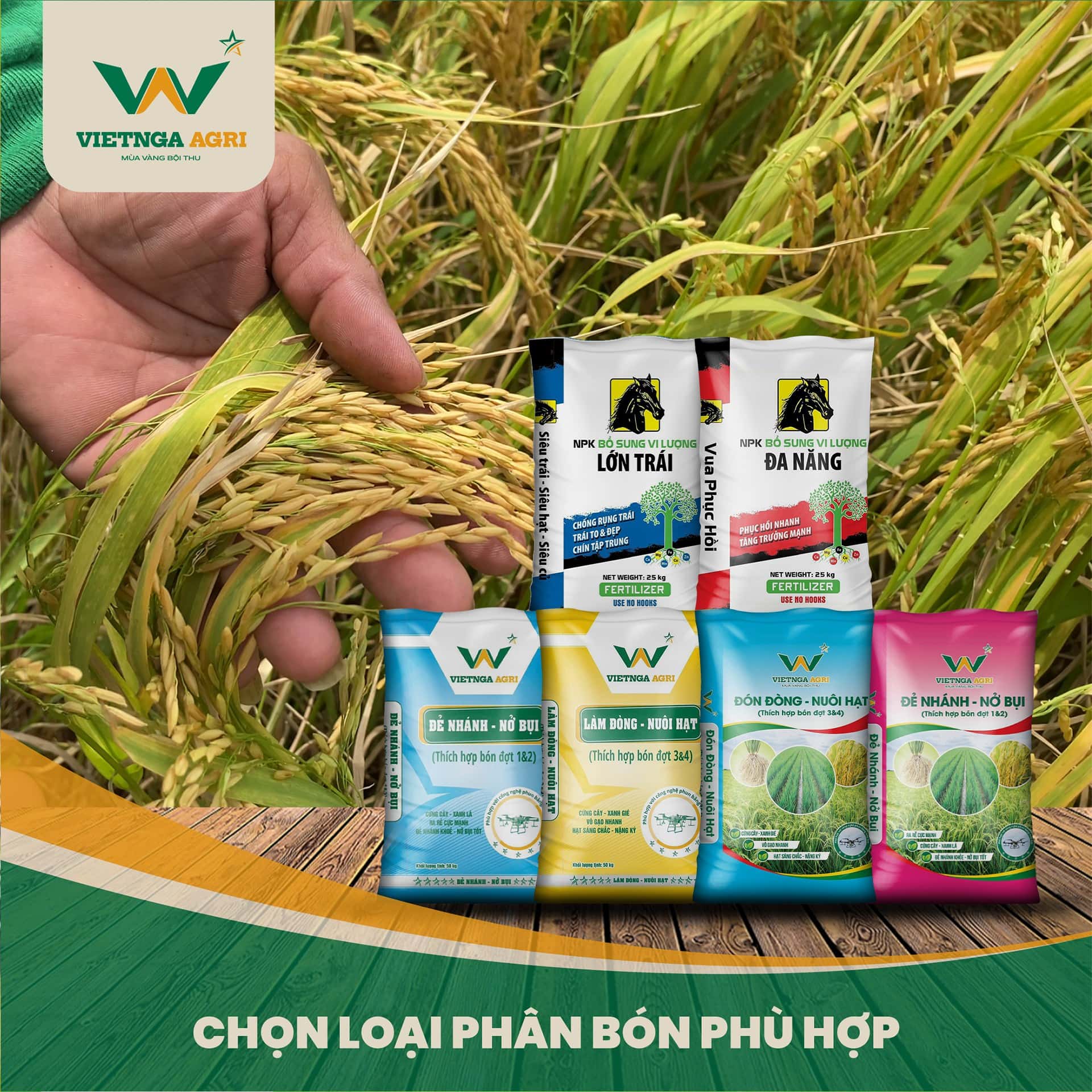 quy trình kỹ thuật bón phân cho lúa