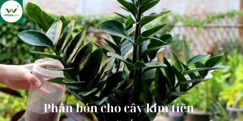 ប្រភេទជីសម្រាប់ដើមគីមទៀនដែលមានប្រសិទ្ធភាពបំផុត