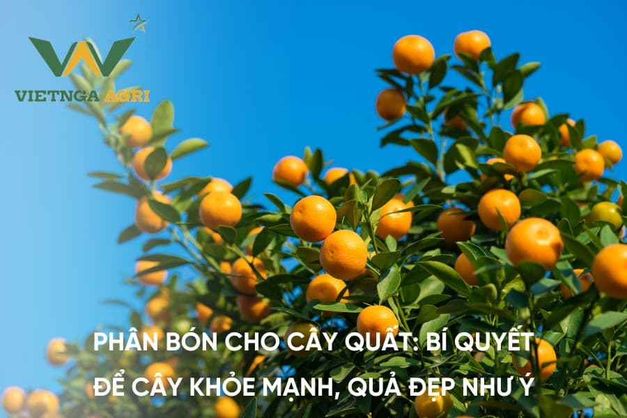 ប្រភេទជីសម្រាប់រុក្ខជាតិផ្លែឈើ ដើម្បីការលូតលាស់ល្អបំផុត
