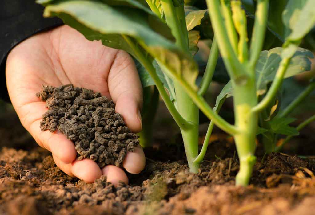 What is organic mineral fertilizer? How to use organic mineral fertilizer effectively.