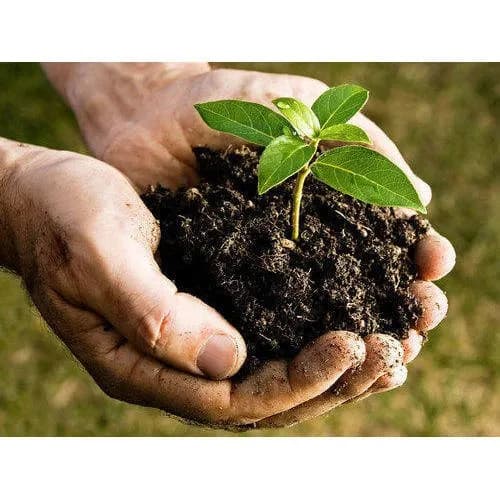 What is biofertilizer? How to use biofertilizer effectively