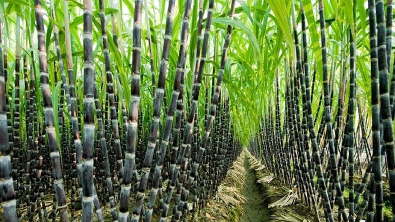 How to grow sugarcane with the latest techniques