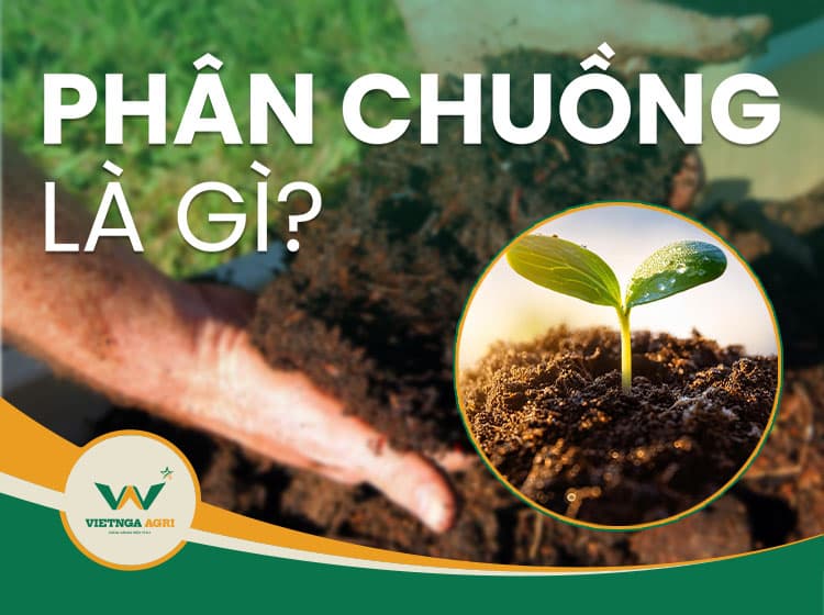 ជីសត្វជាអ្វី? លក្ខណៈពិសេស និងតួនាទីរបស់ជីសត្វគឺអ្វី?