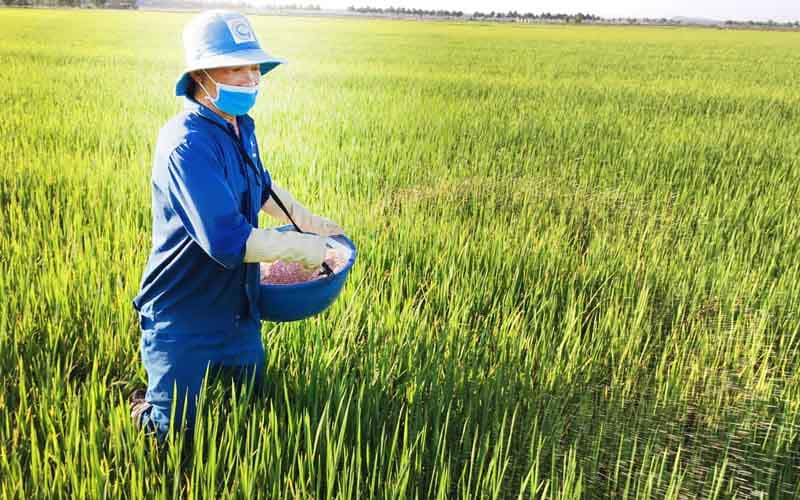 ការរក្សា NPK មានតុល្យភាព នឹងជួយឱ្យដំណាំលូតលាស់មានស្ថិរភាព និងកាត់បន្ថយការខ្វះធាតុចិញ្ចឹម។