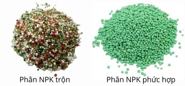 αα½αααααΎαααΎαααΈ NPK ααΆα α¬ααΈ NPK ααααΎαα·ααααααααΆααααααΌα?