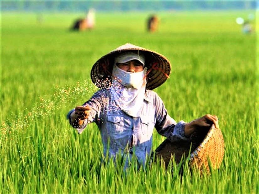 Specialized fertilizers are designed for each stage, such as tillering, panicle initiation, pre-panicle feeding or grain filling.