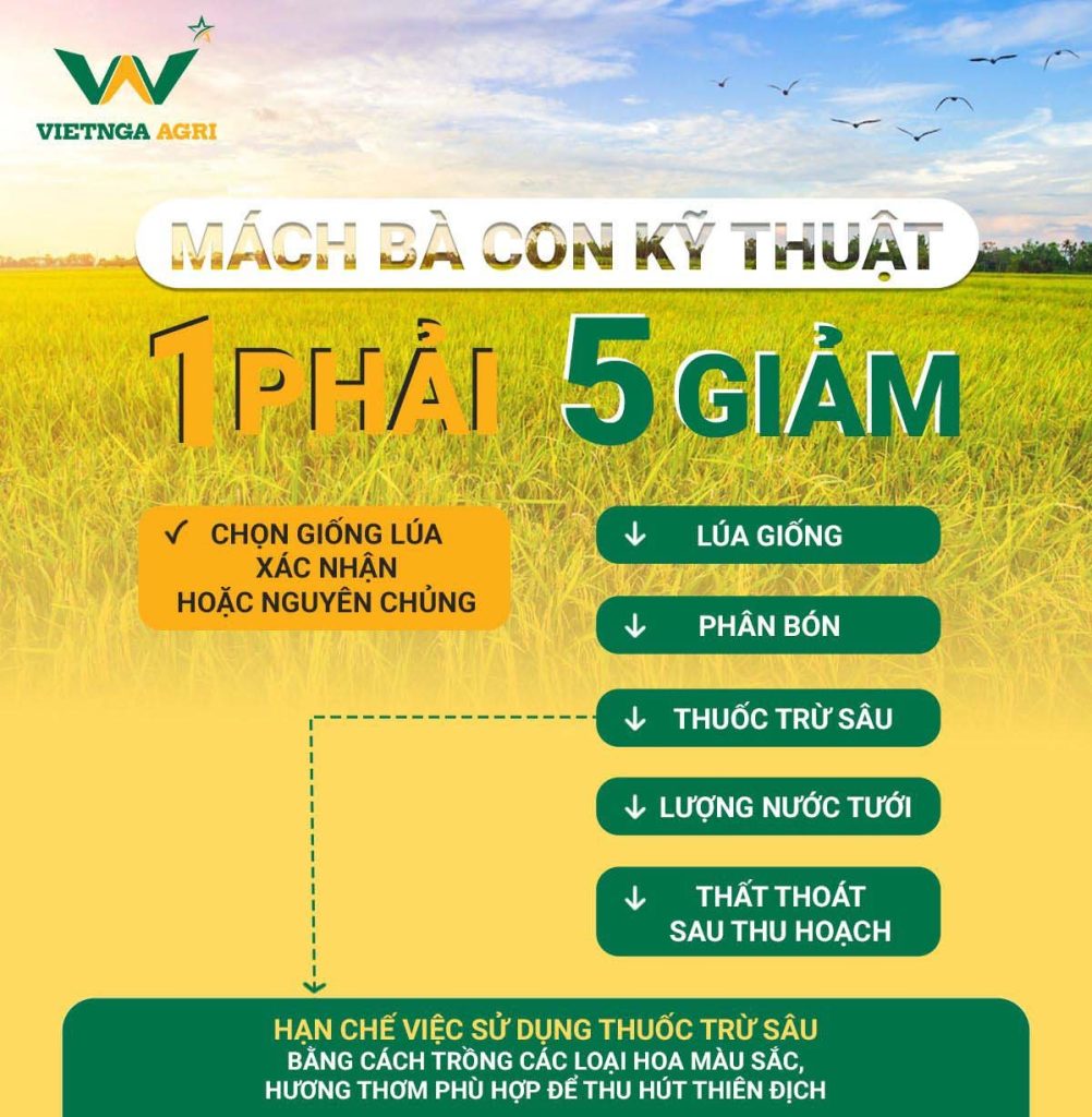 Một Số Điều Cần Lưu Ý Trong Sản Xuất Vụ Hè Thu 2024 1 phai 5 giam e1666420682686