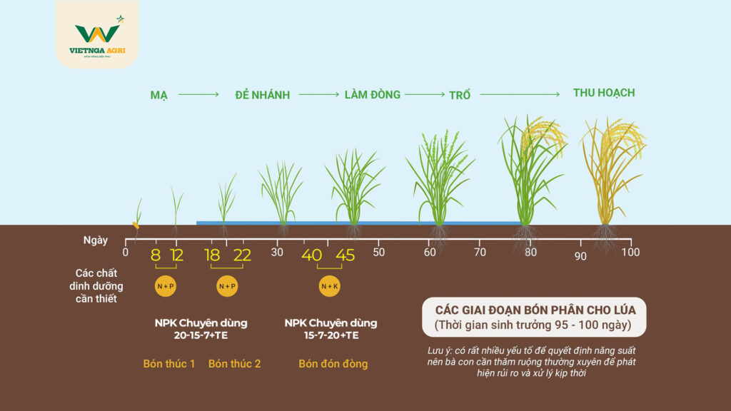 Quy trình sinh trưởng và bón phân cho cây lúa