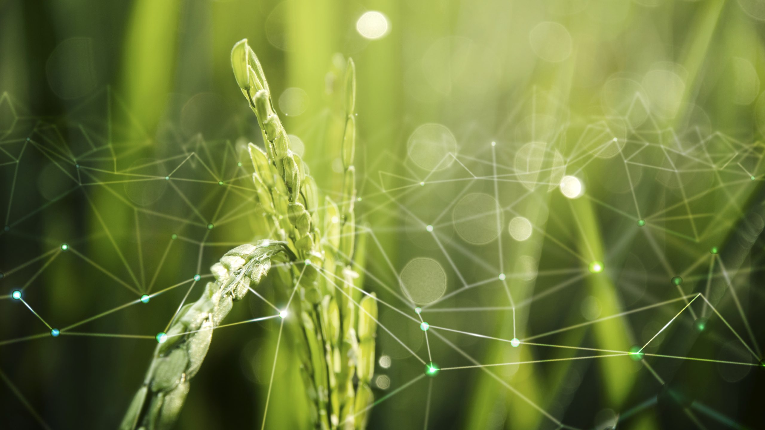 tiềm năng tín chỉ carbon trên diện tích trồng lúa