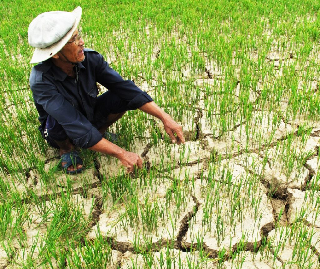 Một Số Điều Cần Lưu Ý Trong Sản Xuất Vụ Hè Thu 2024 xâm nhập mặn là gì