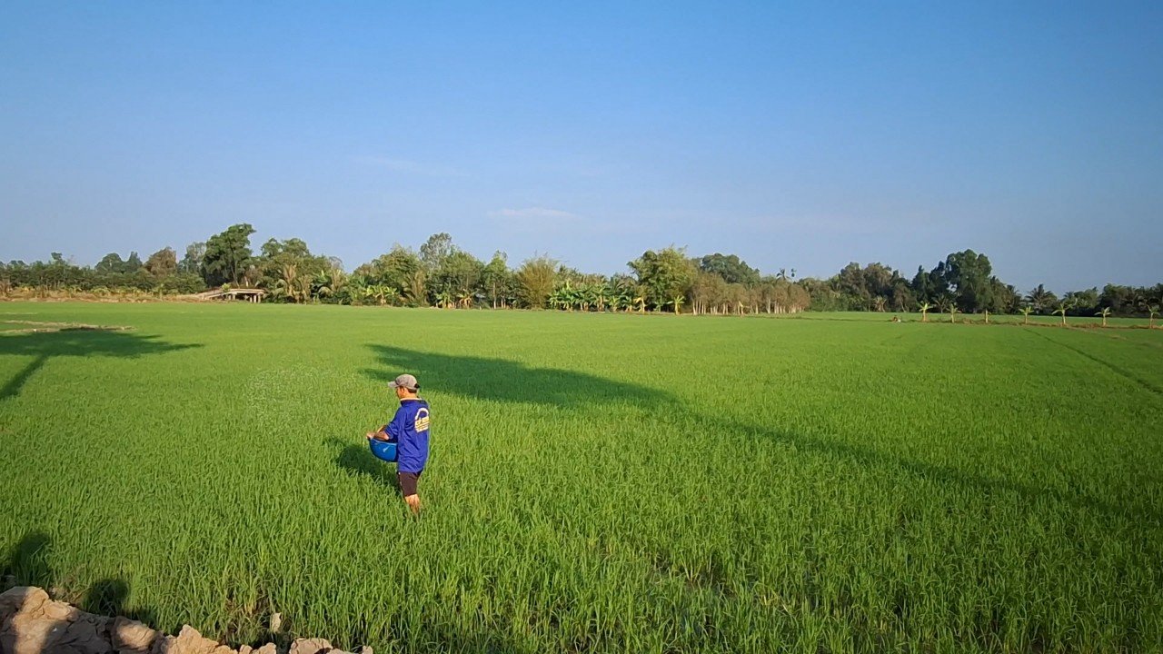 Bón phân chuyên dùng cho lúa