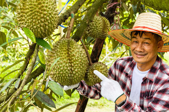 bon phan huu co cay sau rieng 2