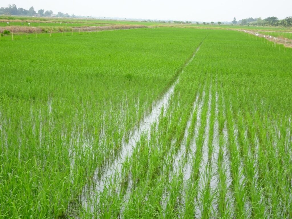 Một Số Điều Cần Lưu Ý Trong Sản Xuất Vụ Hè Thu 2024 Giữ nước tại ruộng