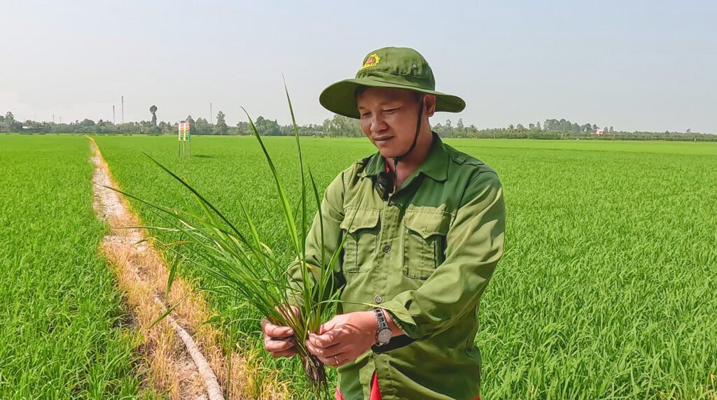 ការប្រមូលផលស្រូវលើសពី ១០០០គីឡូក្រាម/គង្គ ដោយប្រើផលិតផលជាពិសេសរបស់ Viet Nga Fertilizer ប្រមូលផលដោយជោគជ័យពេលប្រើប្រាស់ប្រព័ន្ធជាប្រចាំរបស់ Viet Nga Agri