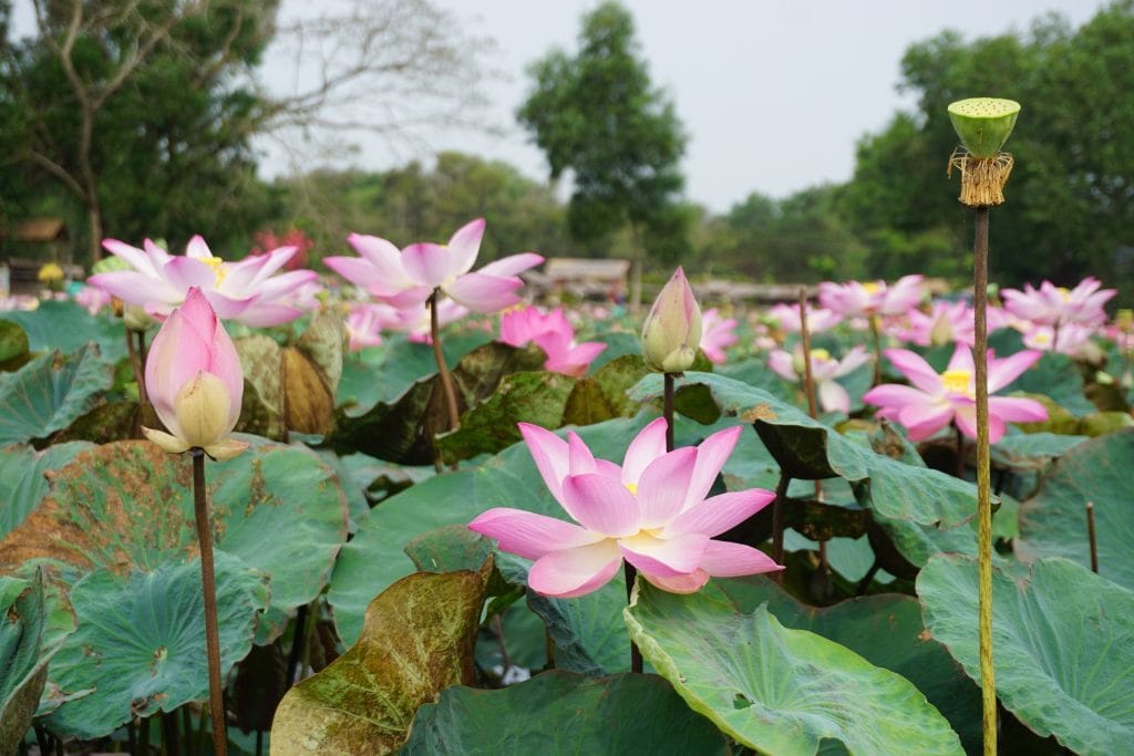 Sản Phẩm Từ Sen Rộng Đường Xuất Khẩu Lễ hội sen