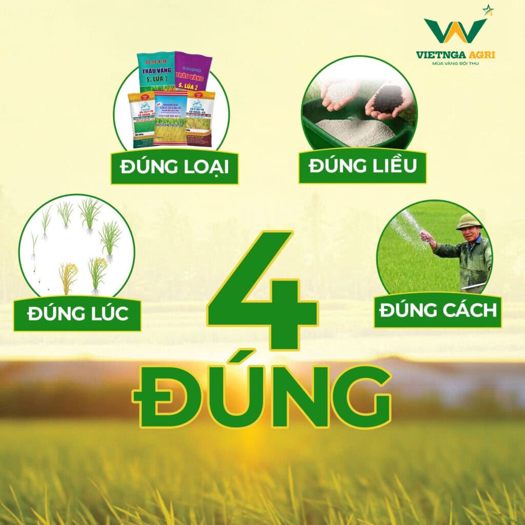 Phân Bón NPK Là Gì? Công Dụng Và Cách Sử Dụng Ra Sao? nguyên tắc 4 đúng