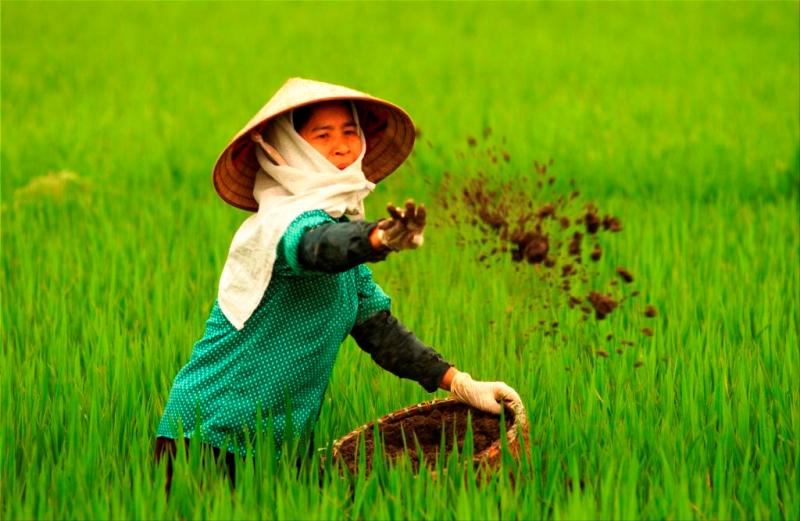 Bón Kali cho lúa vào thời điểm nào cho năng suất cao Kỹ thuật Bón Kali Cho Lúa Hiệu Quả