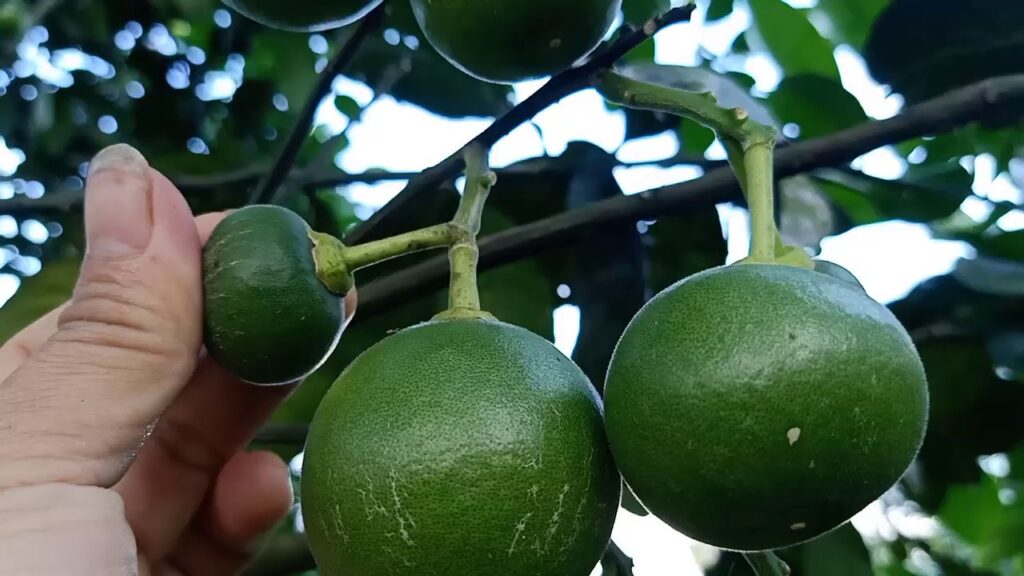 បញ្ចូលជីដើមក្រូចនៅដំណាក់កាលពាណិជ្ជកម្ម ដើម្បីទទួលបានទិន្នផលខ្ពស់<br> បញ្ចូលជីសម្រាប់ដើមក្រូចនៅដំណាក់កាលឲ្យផ្លែ