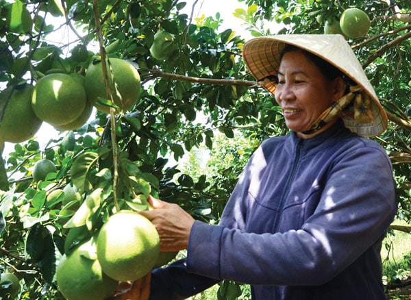 Thực hiện tốt các kỹ thuật bón phân và chăm sóc để cây bưởi cho nâng suất cao và chất lượng quả đẹp