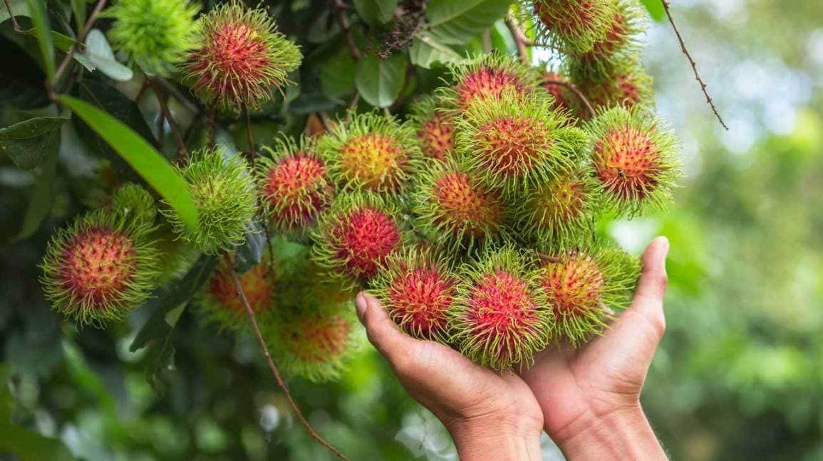 Vào các giai đoạn khác nhau cây chôm chôm có những nhu cầu dinh dưỡng khác nhau