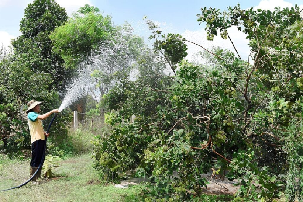 Những Điều Bà Con Cần Biết Khi Bón Phân Cây Chôm Chôm Tưới nước cây chôm chôm thường xuyên vào mùa khô