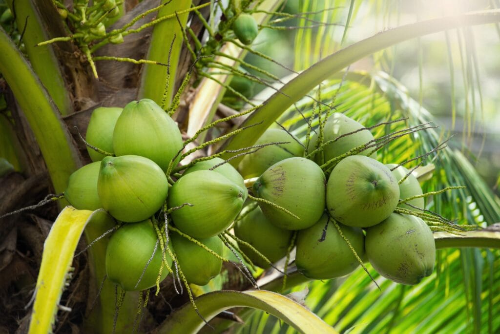 Techniques for Planting and Fertilizing Green Siamese Coconut Trees Pruning coconut trees is recommended to increase their photosynthetic capacity.