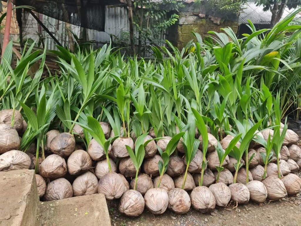 Techniques for Planting and Fertilizing Green Siamese Coconut Trees Fertilizing green Siamese coconut trees