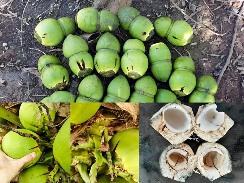Techniques for Planting and Fertilizing Green Siamese Coconut Trees The fruit cracks due to a lack of essential nutrients in the coconut tree's fertilizer.
