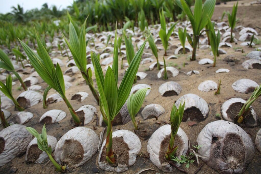 Techniques for Planting and Fertilizing Green Siamese Coconut Trees Young coconut trees need to be fertilized after being planted.
