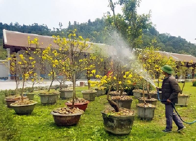 Bón phân qua lá sẽ giúp cây phục hồi nhanh chóng 