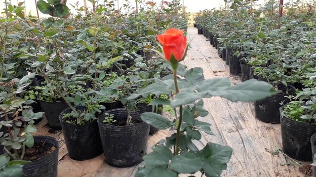 Hướng dẫn bón phân cho hoa hồng đúng cách và thời điểm bón tốt nhất Cách chọn giống và bón phân cho hoa hồng