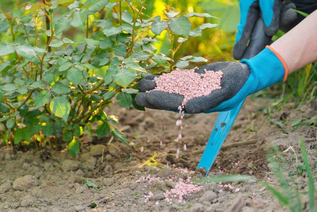 Hướng dẫn bón phân cho hoa hồng đúng cách và thời điểm bón tốt nhất Kỹ thuật bón phân cho hoa hồng