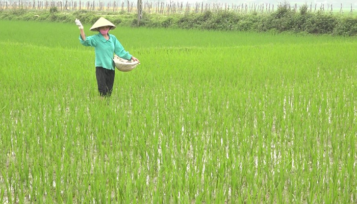 វិធីចាក់ទឹកជីសម្រាប់ស្រូវ ST25 ត្រឹមត្រូវ ដើម្បីឲ្យរុក្ខជាតិមានសុខភាពល្អ និងផលចម្ការខ្ពស់<br> សំណួរដែលសួរជាញឹកញាប់អំពីជី NPK សម្រាប់ស្រូវ ST25