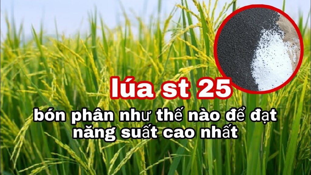 វិធីចាក់ទឹកជីសម្រាប់ស្រូវ ST25 ត្រឹមត្រូវ ដើម្បីឲ្យរុក្ខជាតិមានសុខភាពល្អ និងផលចម្ការខ្ពស់<br> "វិធីចាក់ទឹកជី