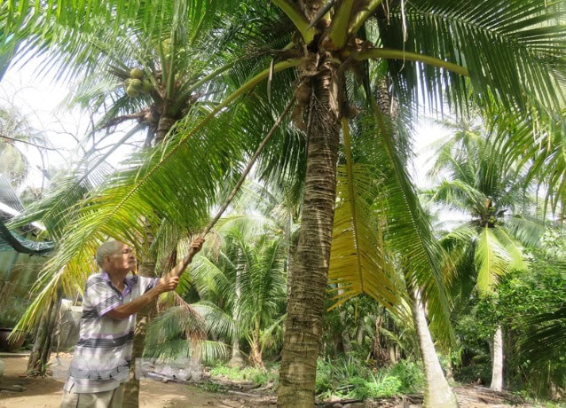 Đốn tỉa dừa