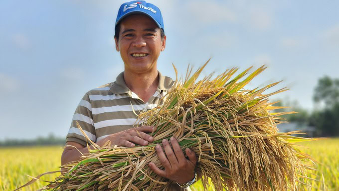 Đồng Tháp Tăng Năng Suất Vụ Lúa Hè Thu Hơn 3 Tạ/Ha Nhờ Áp Dụng Tiến Bộ Kỹ Thuật Đồng Tháp tham gia đề án 1 triệu ha lúa chất lượng cao