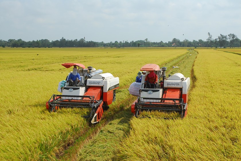 năng suất lúa được tăng cao nhờ áp dụng bộ tiêu chuẩn SRP vào canh tác