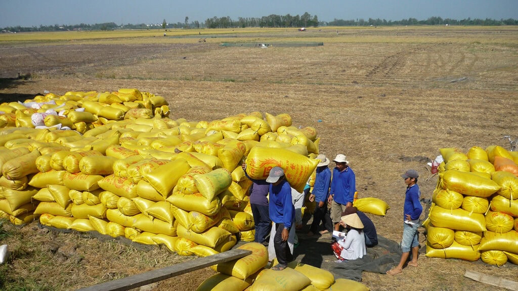 Đồng Tháp Tăng Năng Suất Vụ Lúa Hè Thu Hơn 3 Tạ/Ha Nhờ Áp Dụng Tiến Bộ Kỹ Thuật Đồng Tháp tăng năng suất lúa vụ hè thu nhờ áp dụng kỹ thuật tiên tiến