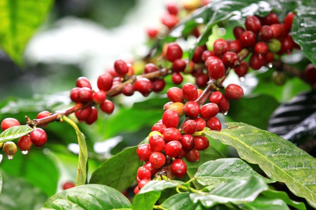 Cập nhật giá phân bón cho cây cà phê chi tiết mới nhất Tìm hiểu Giá phân bón cho cây cà phê