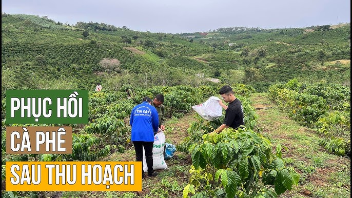 Cập nhật giá phân bón cho cây cà phê chi tiết mới nhất Lưu Ý Khi Sử Dụng Phân Bón Cho Cây Cà Phê