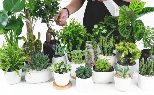 Tại Sao Cần Sử Dụng Phân Bón Cho Cây Cảnh