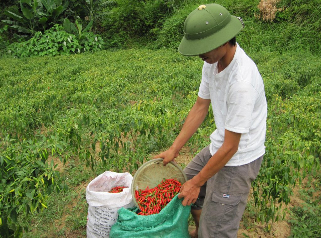 Phân bón chuyên dùng cây ớt lý tưởng giúp mùa vụ sai quả Cách chăm sóc và phân bón chuyên dùng cây ớt
