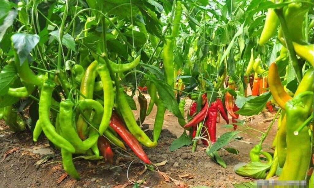 Phân bón chuyên dùng cây ớt lý tưởng giúp mùa vụ sai quả Các Loại Phân Bón Chuyên Dùng Cây Ớt