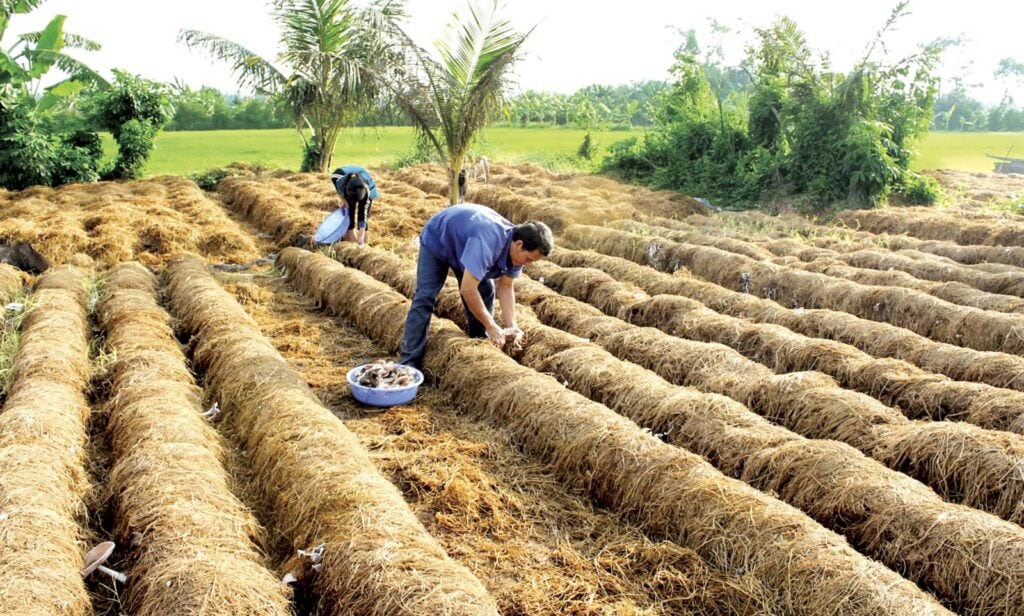 Làm nấm từ rơm rạ sau khi thu hoạch lúa