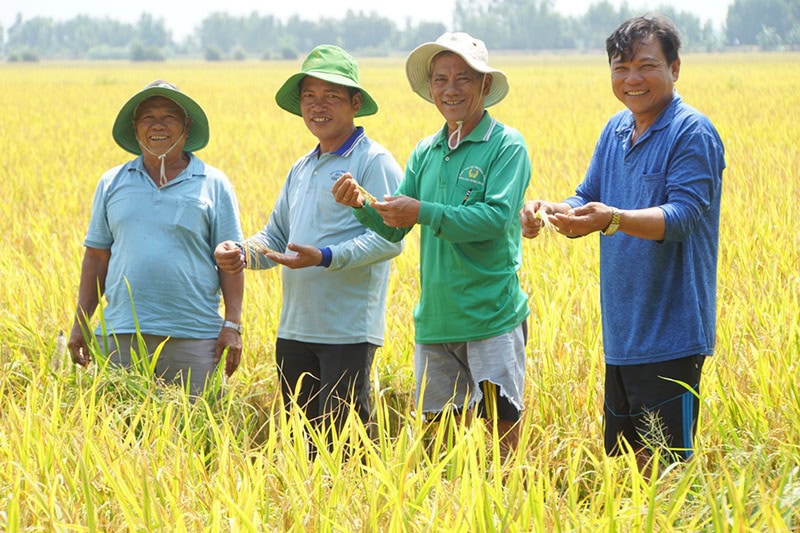Thành viên Hợp tác xã Trường Phát thăm cánh đồng sản xuất lúa theo tiêu chuẩn SRP của ông Trần Văn Hội 